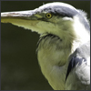 Crane in Regents Park, London