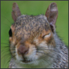 Squirrel in Kew Gardens, London