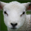 Lamb in Avebury