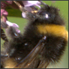 Bumblebee in Regents Park, London